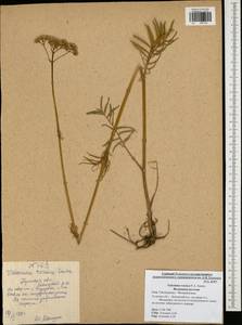 Valeriana rossica P. A. Smirn., Eastern Europe, Central region (E4) (Russia)