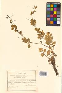 Chelidonium majus L., Siberia, Russian Far East (S6) (Russia)