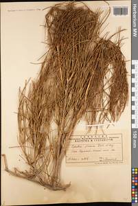 Ephedra procera C.A.Mey., Middle Asia, Pamir & Pamiro-Alai (M2) (Tajikistan)