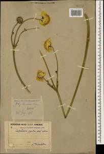 Cephalaria gigantea (Ledeb.) Bobrov, Caucasus, Armenia (K5) (Armenia)