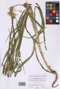Tragopogon pratensis L., Eastern Europe, Moscow region (E4a) (Russia)