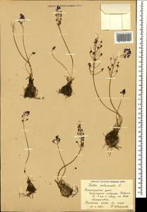 Prospero autumnale (L.) Speta, Caucasus, Black Sea Shore (from Novorossiysk to Adler) (K3) (Russia)
