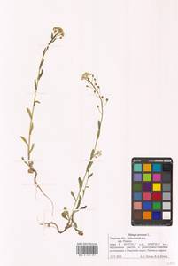 Thlaspi arvense L., Eastern Europe, North-Western region (E2) (Russia)
