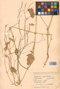 Raphanus raphanistrum L., Eastern Europe, Western region (E3) (Russia)