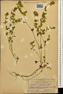 Trifolium lappaceum L., Caucasus, Azerbaijan (K6) (Azerbaijan)