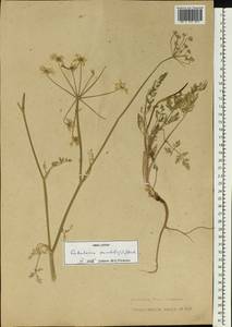 Astrodaucus orientalis (L.) Drude, Eastern Europe, Lithuania (E2a) (Lithuania)