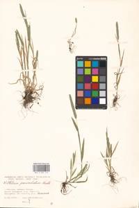 Phleum paniculatum Huds., Eastern Europe, Moscow region (E4a) (Russia)