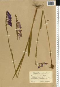 Gladiolus imbricatus L., Eastern Europe, West Ukrainian region (E13) (Ukraine)