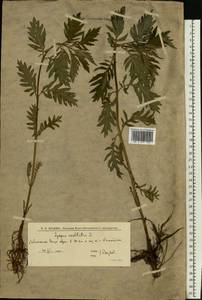 Lycopus exaltatus L.fil., Eastern Europe, Lower Volga region (E9) (Russia)