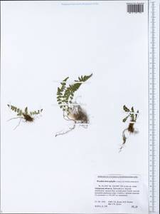 Woodsia pulchella Bertol., Siberia, Russian Far East (S6) (Russia)