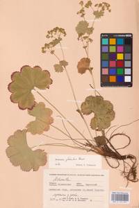 Alchemilla glomerulans Buser, Eastern Europe, Northern region (E1) (Russia)