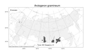 Arctogeron gramineum (L.) DC., Atlas of the Russian Flora (FLORUS) (Russia)