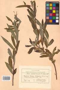 Salix udensis (Wimm.) Trautv. & C. A. Mey., Siberia, Russian Far East (S6) (Russia)