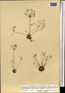Androsace lactiflora Fisch. ex Willd., Mongolia (MONG) (Mongolia)