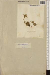 Saponaria caespitosa DC., Western Europe (EUR) (Italy)