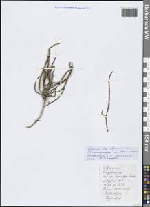Salicornia europaea (Moss) Lambinon & Vanderp., Crimea (KRYM) (Russia)