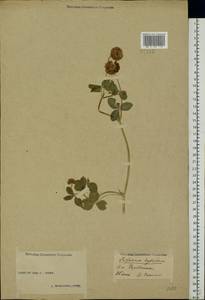 Trifolium hybridum L., Eastern Europe, Volga-Kama region (E7) (Russia)