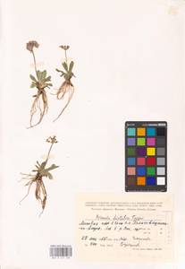 Primula fistulosa Turkev., Siberia, Russian Far East (S6) (Russia)