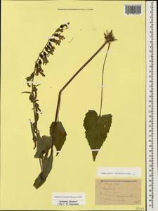 Campanula rapunculoides L., Caucasus, Armenia (K5) (Armenia)