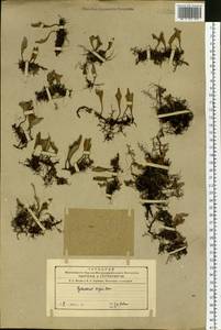 Pyrrosia petiolosa (Christ) Ching, Siberia, Russian Far East (S6) (Russia)