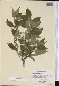 Cornus racemosa Lam., America (AMER) (Canada)
