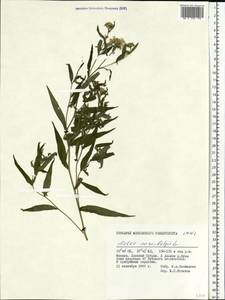 Symphyotrichum novi-belgii (L.) G. L. Nesom, Eastern Europe, Moscow region (E4a) (Russia)