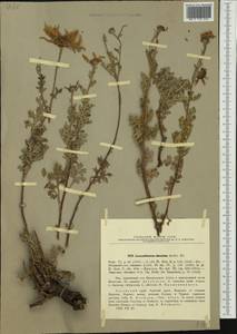 Chrysanthemum sinuatum Ledeb., Siberia, Altai & Sayany Mountains (S2) (Russia)