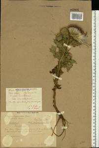 Cirsium vulgare (Savi) Ten., Eastern Europe, Central region (E4) (Russia)