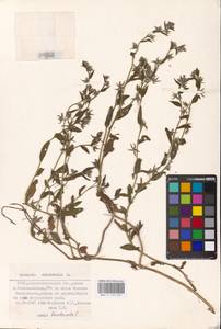 MHA 0 152 647, Lycopsis arvensis subsp. orientalis (L.) Kuzn., Eastern Europe, South Ukrainian region (E12) (Ukraine)