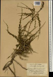 Convolvulus fruticosus Pall., South Asia, South Asia (Asia outside ex-Soviet states and Mongolia) (ASIA) (China)