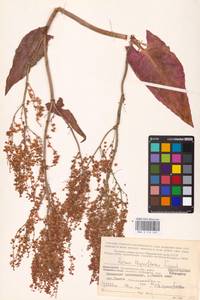 Rumex thyrsiflorus Fingerh., Eastern Europe, Northern region (E1) (Russia)