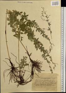 Thalictrum simplex L., Siberia, Altai & Sayany Mountains (S2) (Russia)