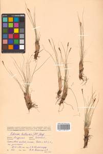Carex myosuroides Vill., Siberia, Russian Far East (S6) (Russia)