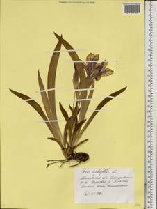 Iris aphylla L., Eastern Europe, Moscow region (E4a) (Russia)