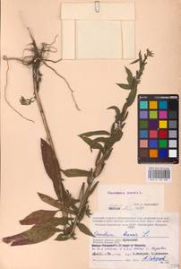 Oenothera biennis L., Eastern Europe, Western region (E3) (Russia)