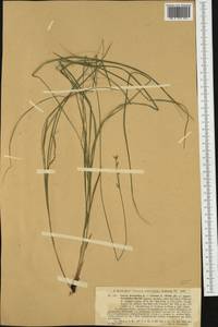 Carex brizoides L., Western Europe (EUR) (Germany)