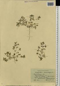 Euphorbia chamaesyce L., Eastern Europe, Rostov Oblast (E12a) (Russia)
