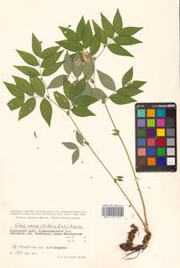 Vicia ramuliflora (Maxim.) Ohwi, Siberia, Russian Far East (S6) (Russia)