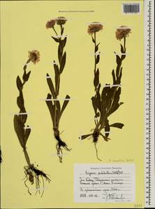Erigeron caucasicus subsp. venustus (Botsch.) Grierson, Caucasus, Stavropol Krai, Karachay-Cherkessia & Kabardino-Balkaria (K1b) (Russia)