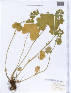 Alchemilla lindbergiana Juz., Eastern Europe, Moscow region (E4a) (Russia)