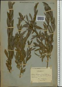 Salix purpurea L., Eastern Europe, Eastern region (E10) (Russia)