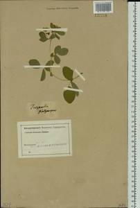 Medicago platycarpos (L.) Trautv., Siberia, Altai & Sayany Mountains (S2) (Russia)