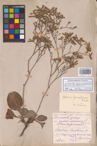 Limonium sareptanum (A. K. Becker) Gams, Eastern Europe, Middle Volga region (E8) (Russia)