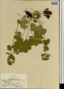 Alchemilla sarmatica Juz., Eastern Europe, Central region (E4) (Russia)