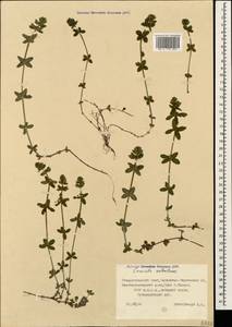 Cruciata valentinae (Galushko) Galushko, Caucasus, Stavropol Krai, Karachay-Cherkessia & Kabardino-Balkaria (K1b) (Russia)