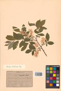Salix bebbiana Sarg., Siberia, Russian Far East (S6) (Russia)