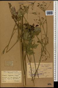 Dichoropetalum caucasicum (M. Bieb.) Soldano, Galasso & Banfi, Caucasus, Krasnodar Krai & Adygea (K1a) (Russia)
