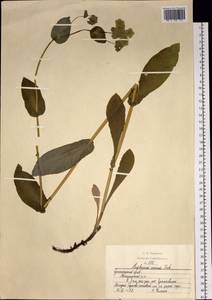 Bupleurum aureum Fisch., Siberia, Altai & Sayany Mountains (S2) (Russia)