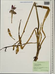 Hemerocallis fulva (L.) L., Eastern Europe, Middle Volga region (E8) (Russia)