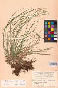 Carex rhizina Blytt ex Lindblom, Eastern Europe, Eastern region (E10) (Russia)
